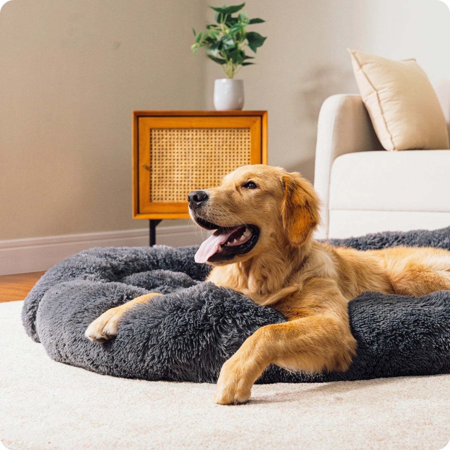Pet Beds/Blankets