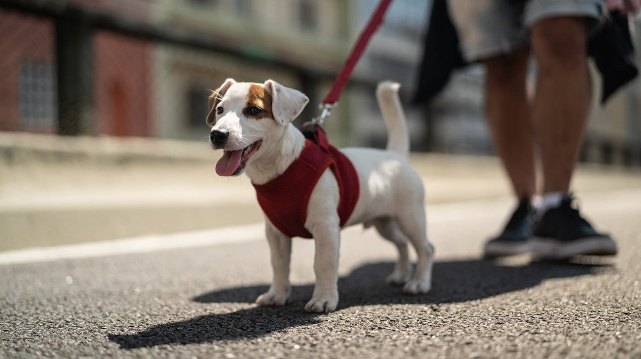 Pet Collars/Leashes